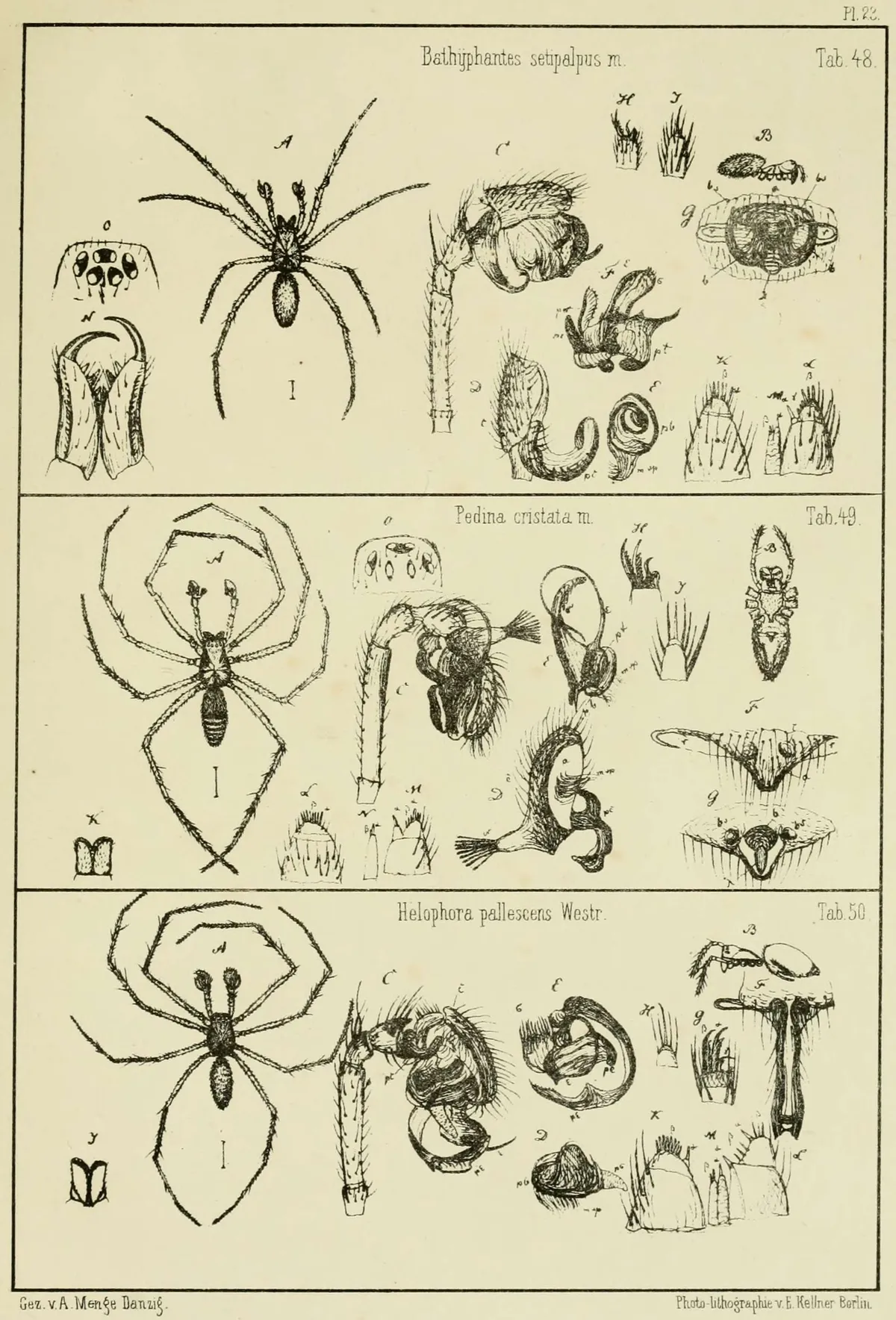 Centromerus sylvaticus