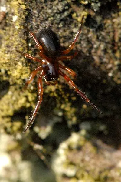 Woodland Dwarf Spider