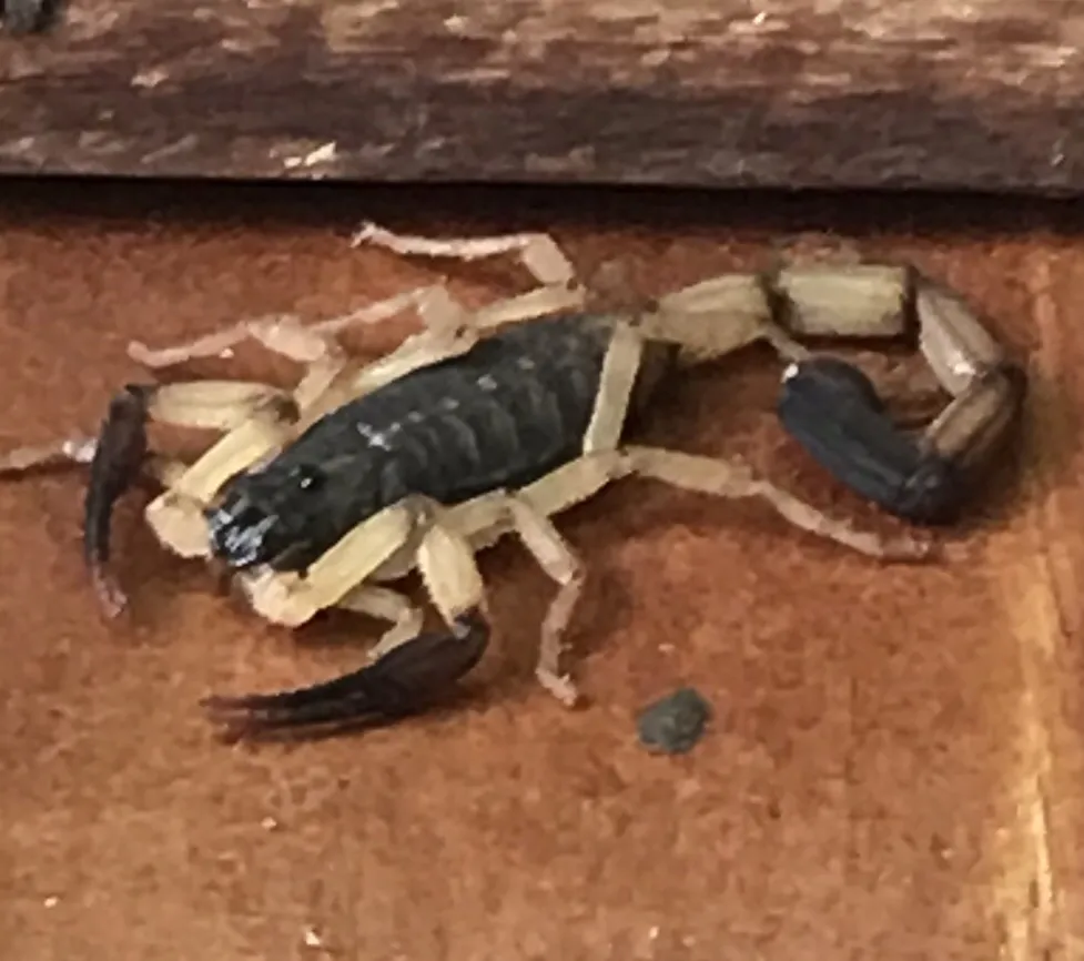 Centruroides bicolor
