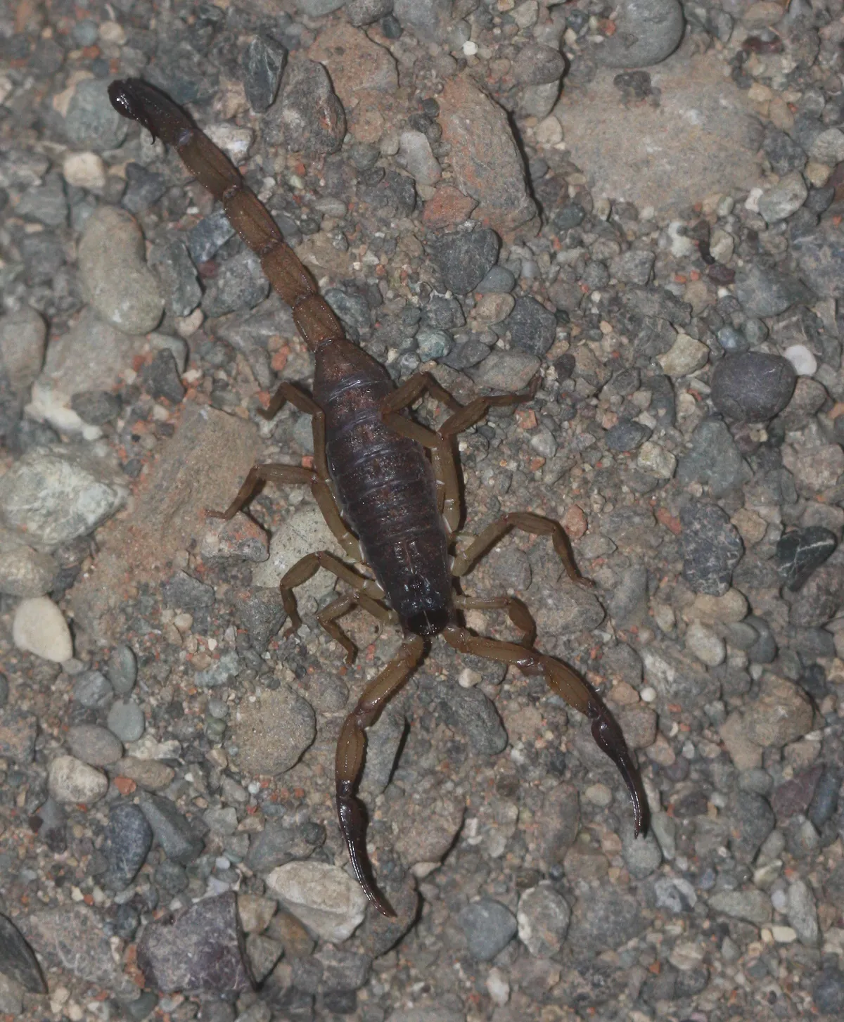 Two-colored Scorpion