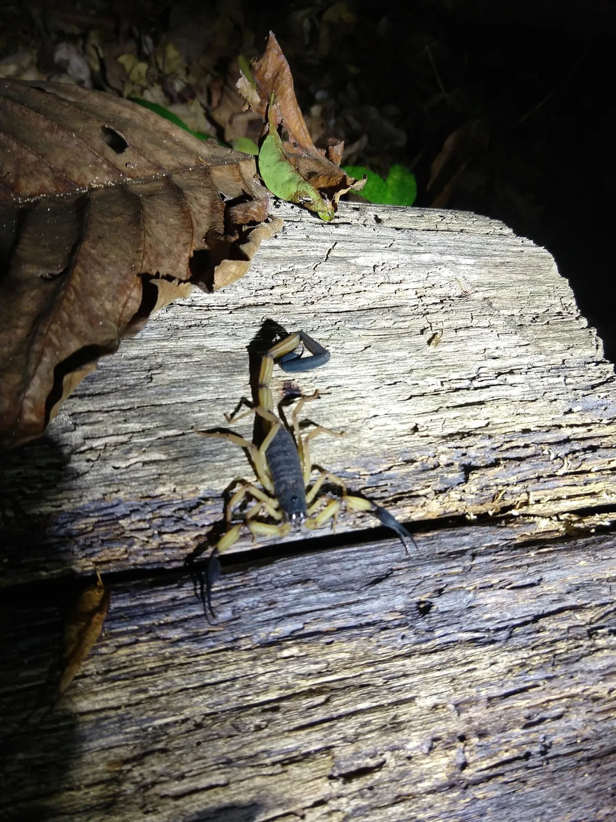 Two-colored Scorpion