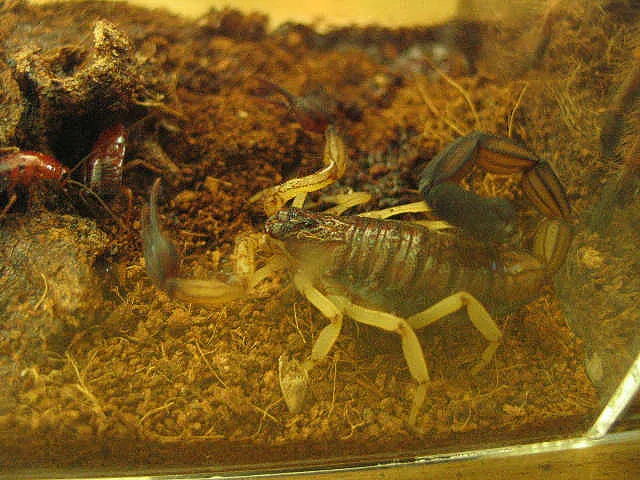 Two-colored Scorpion