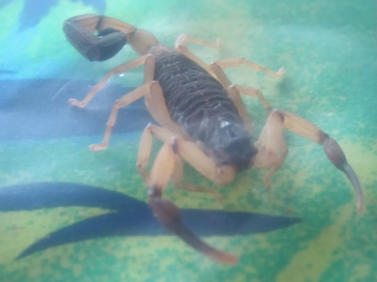 Two-colored Scorpion