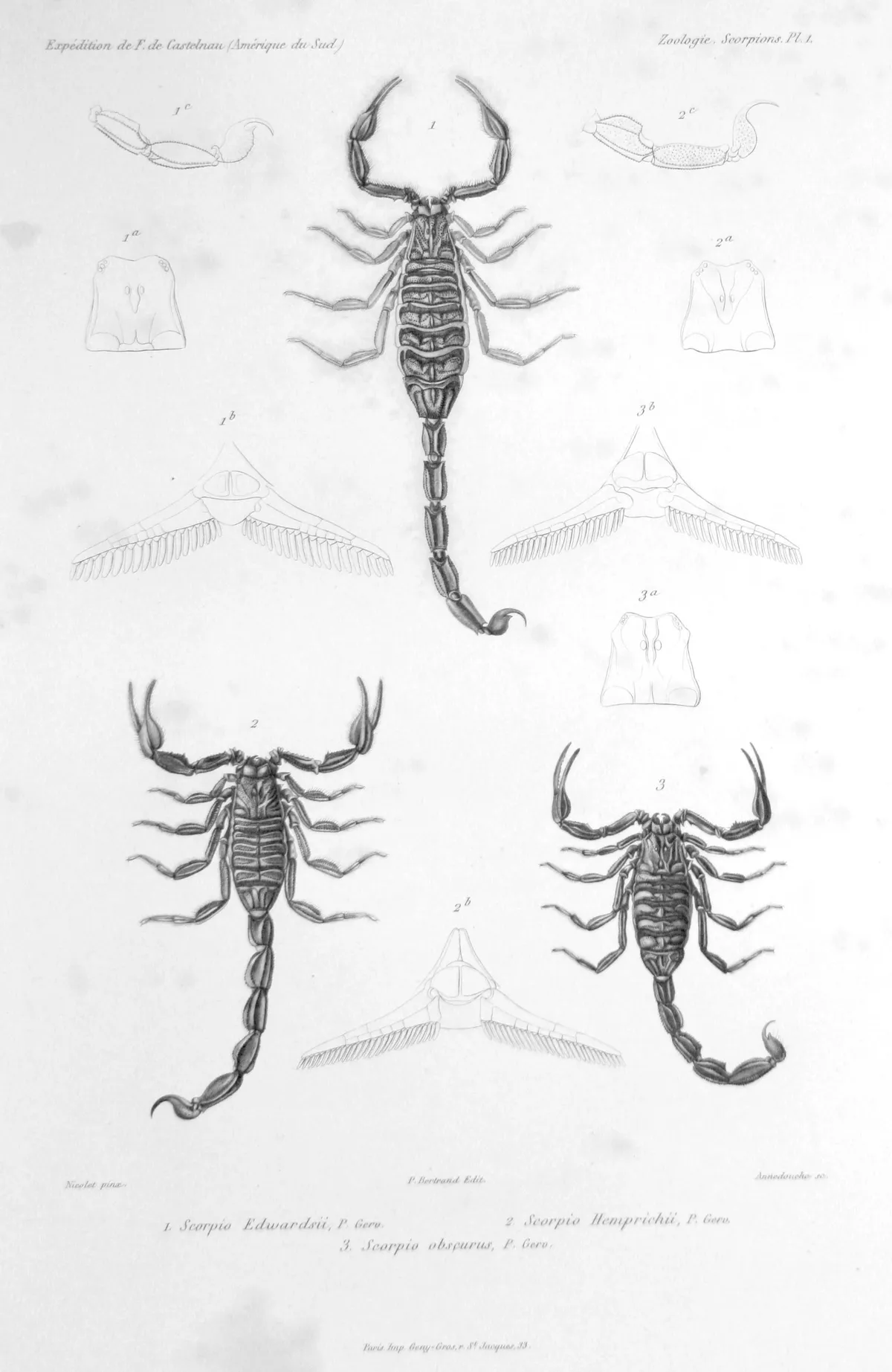 Centruroides edwardsii