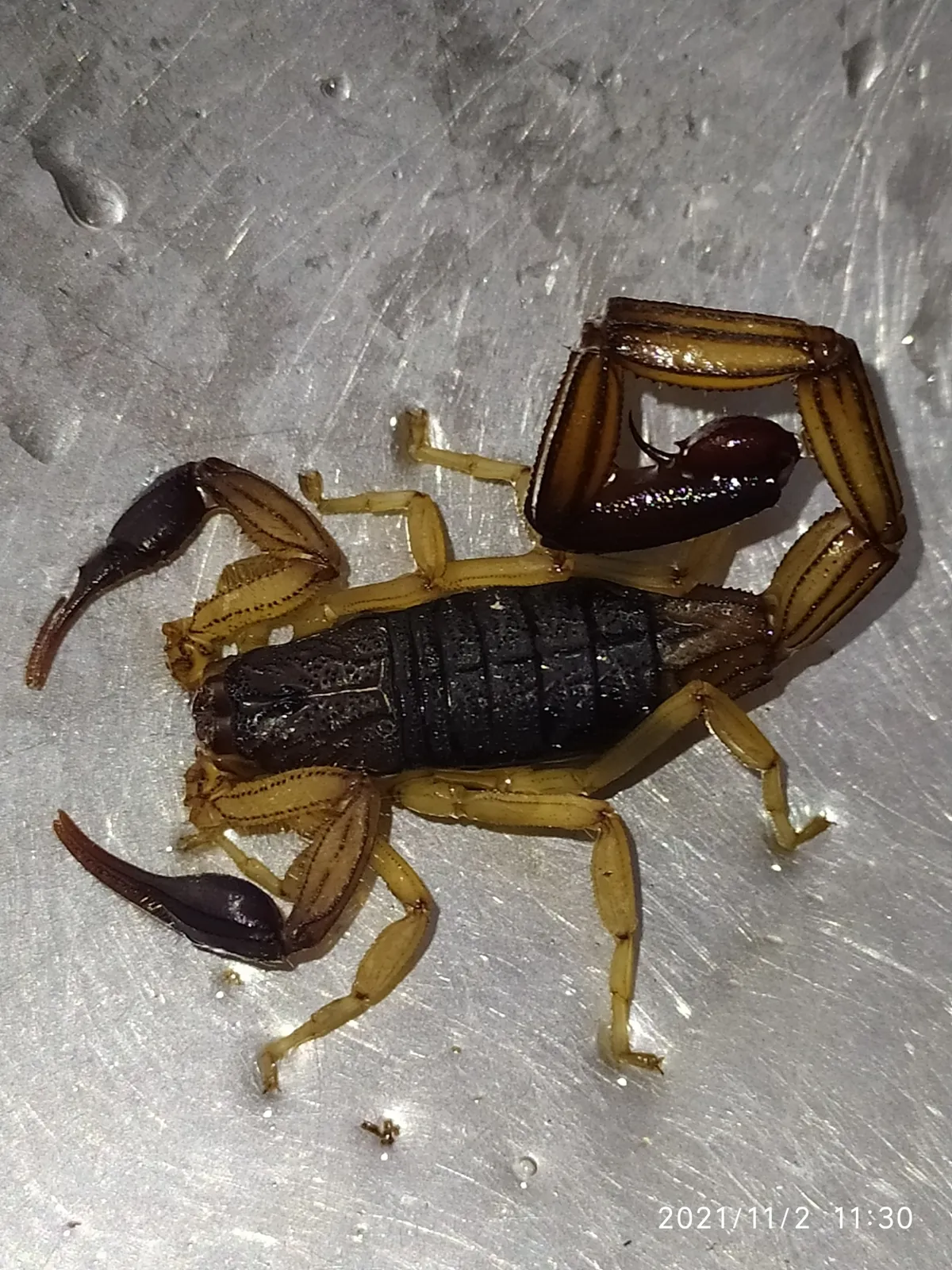 Escorpión de Edwards