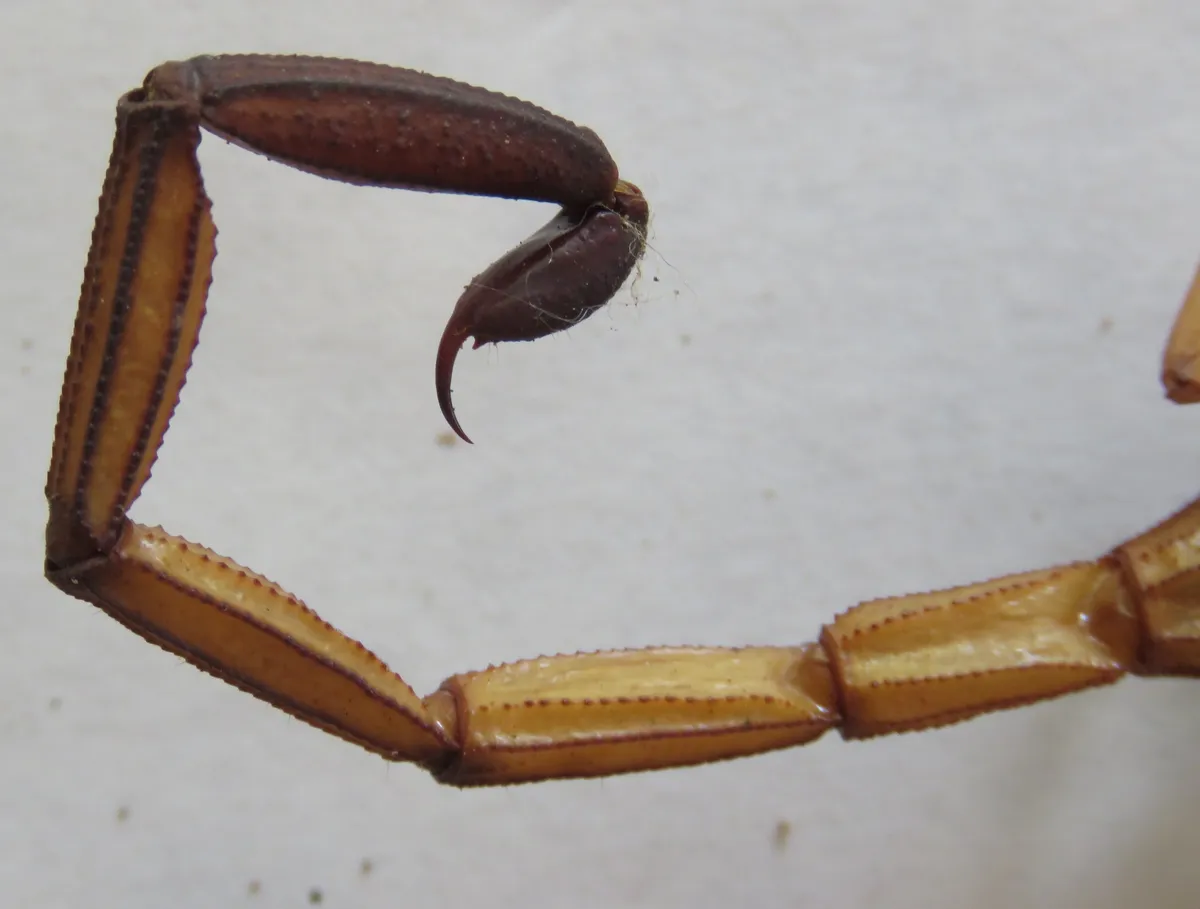 Escorpión de Edwards