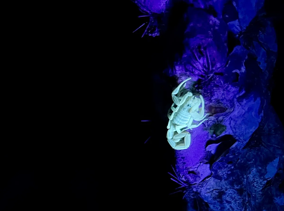 Centruroides exilicauda