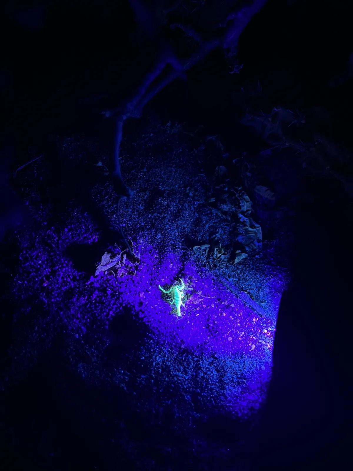 Escorpión de corteza de Arizona