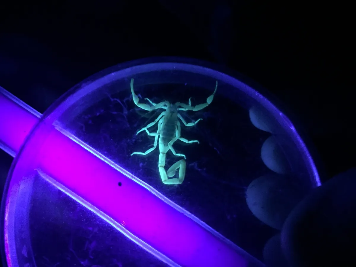 Escorpión de corteza de Arizona