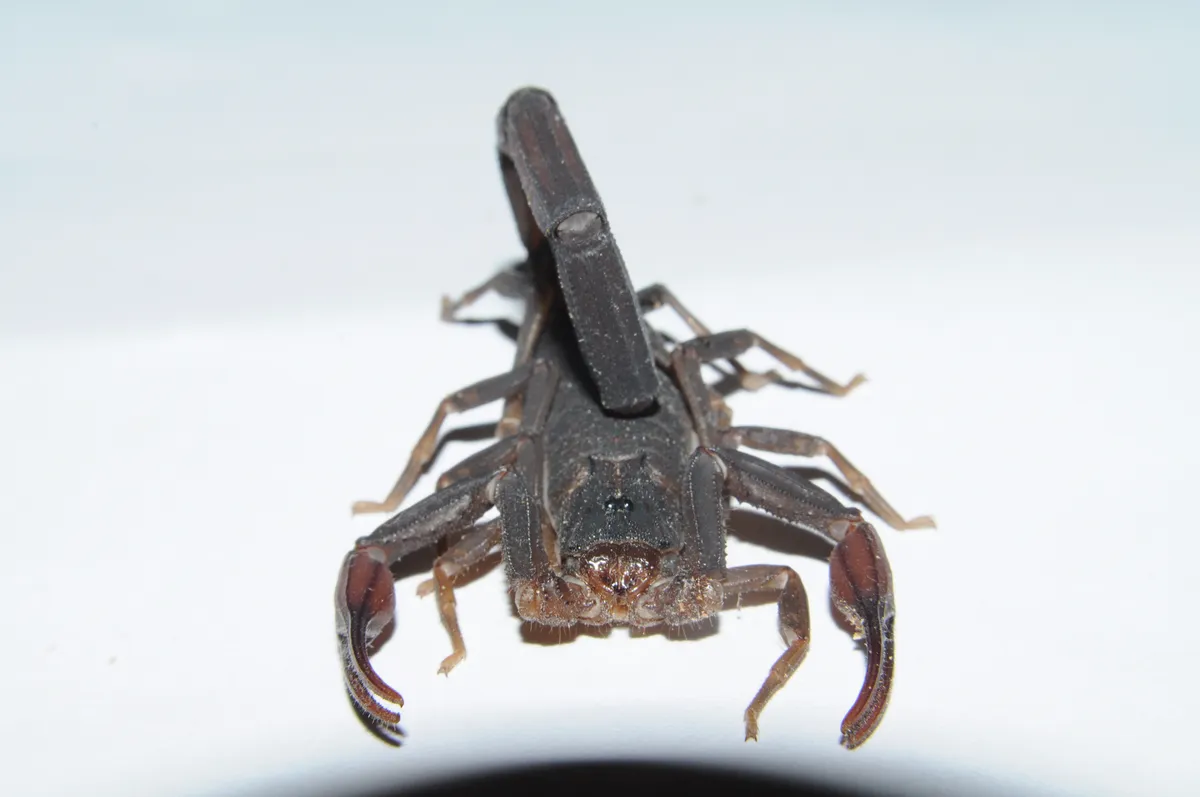 Centruroides gracilis