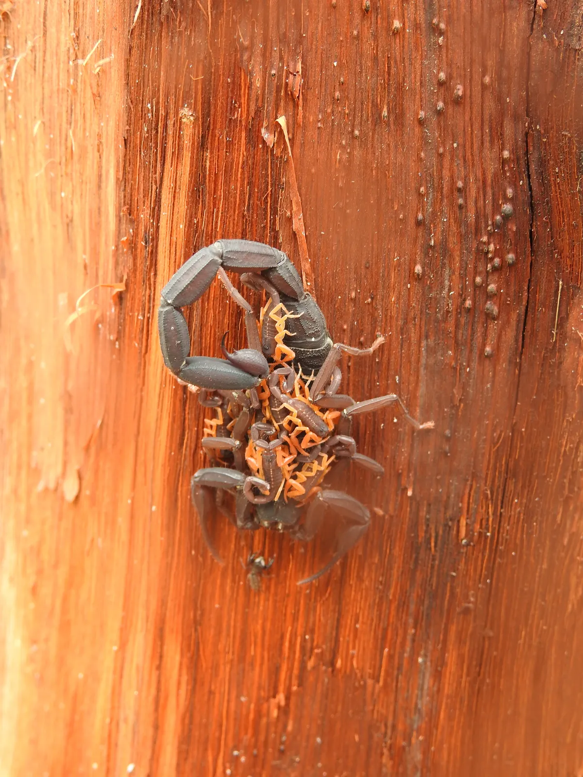 Escorpión Delgado de Corteza