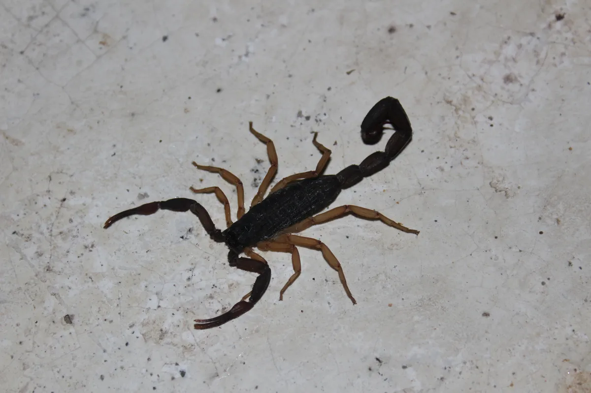 Escorpión Delgado de Corteza