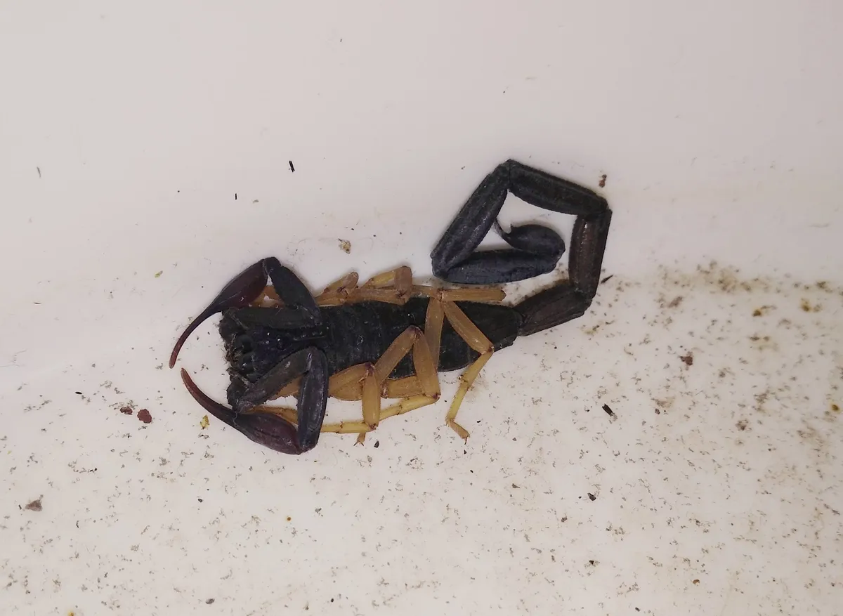 Escorpión Delgado de Corteza