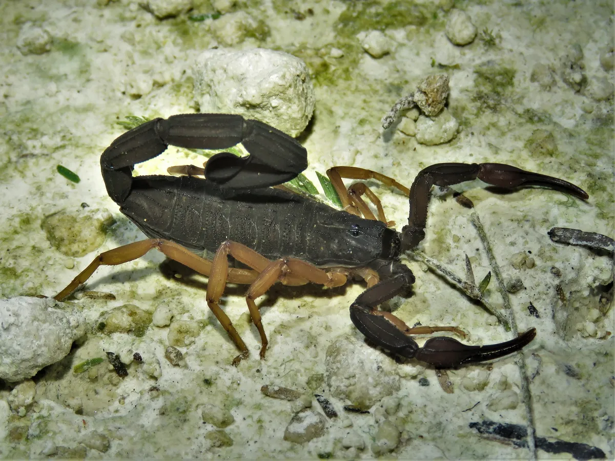 Escorpión Delgado de Corteza