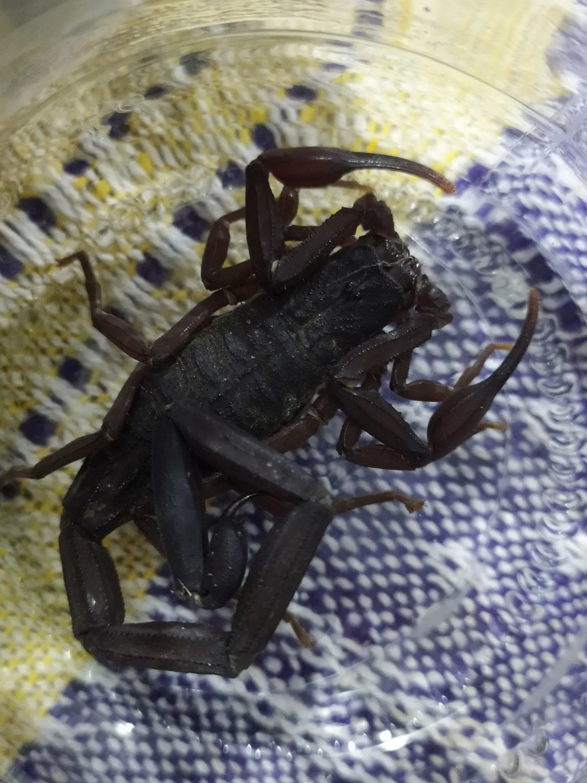 Escorpión Delgado de Corteza