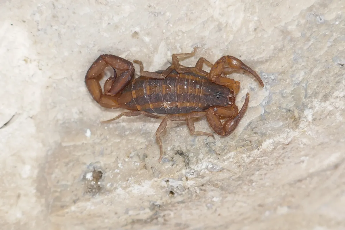 Escorpión Rayado de Hentz