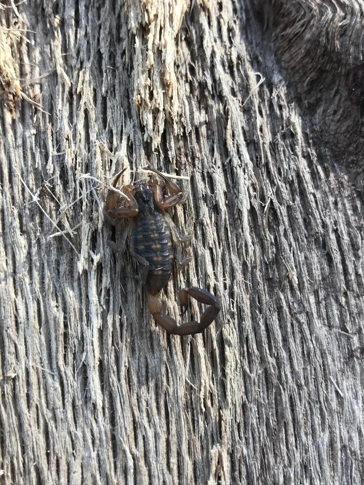 Escorpión Rayado de Hentz