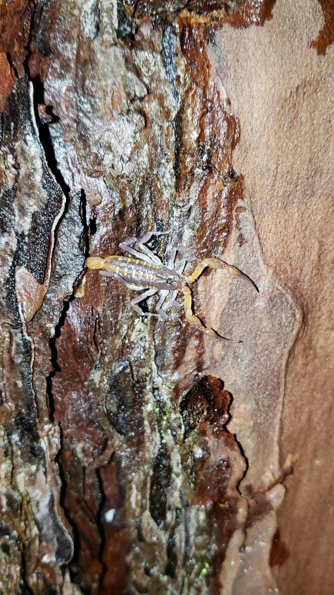 Escorpión Rayado de Hentz