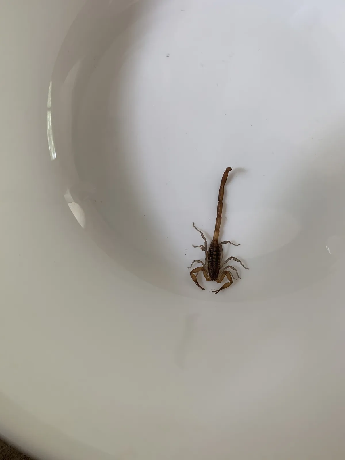 Escorpión Rayado de Hentz