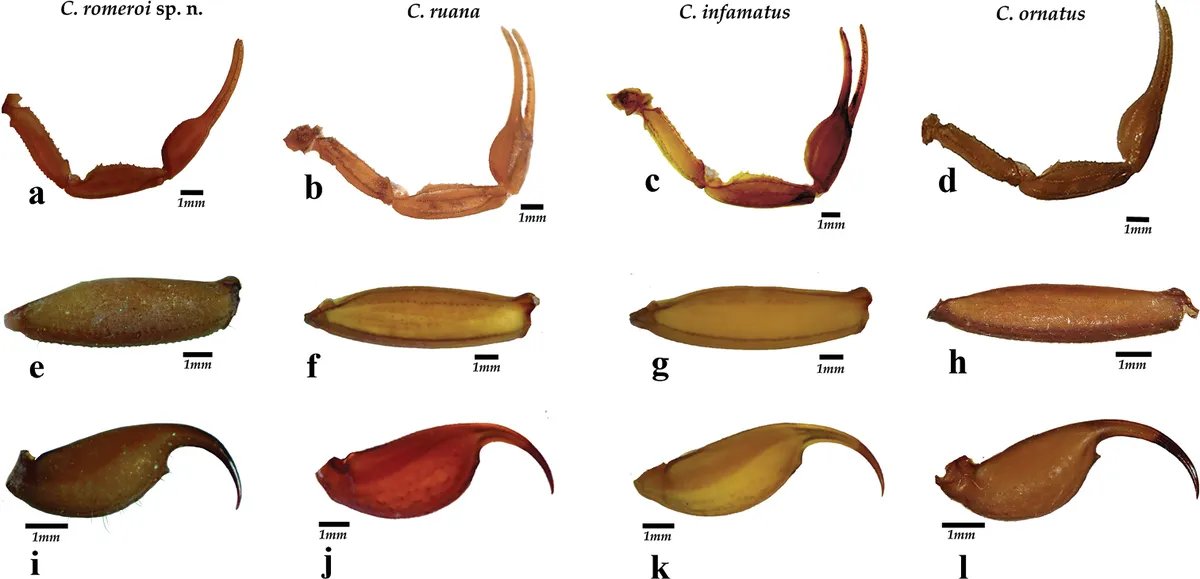 Centruroides infamatus