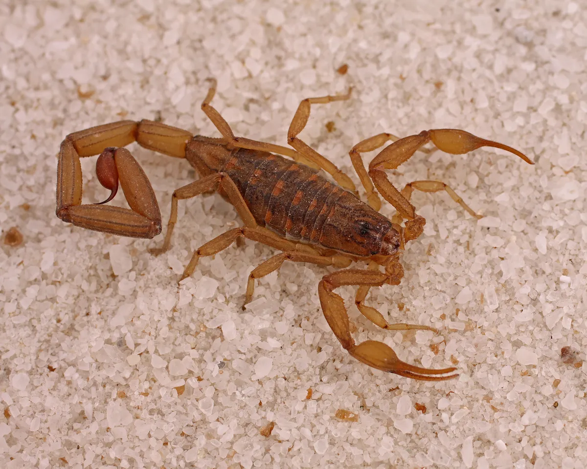 Escorpión de Corteza