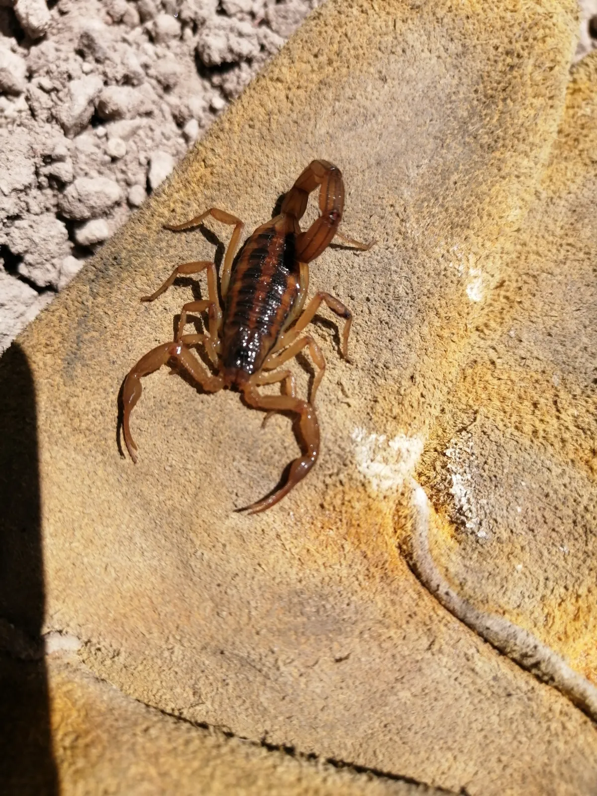 Escorpión de Corteza