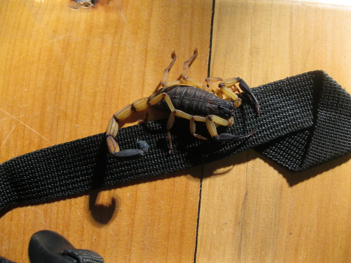 Escorpión de Corteza Rayada