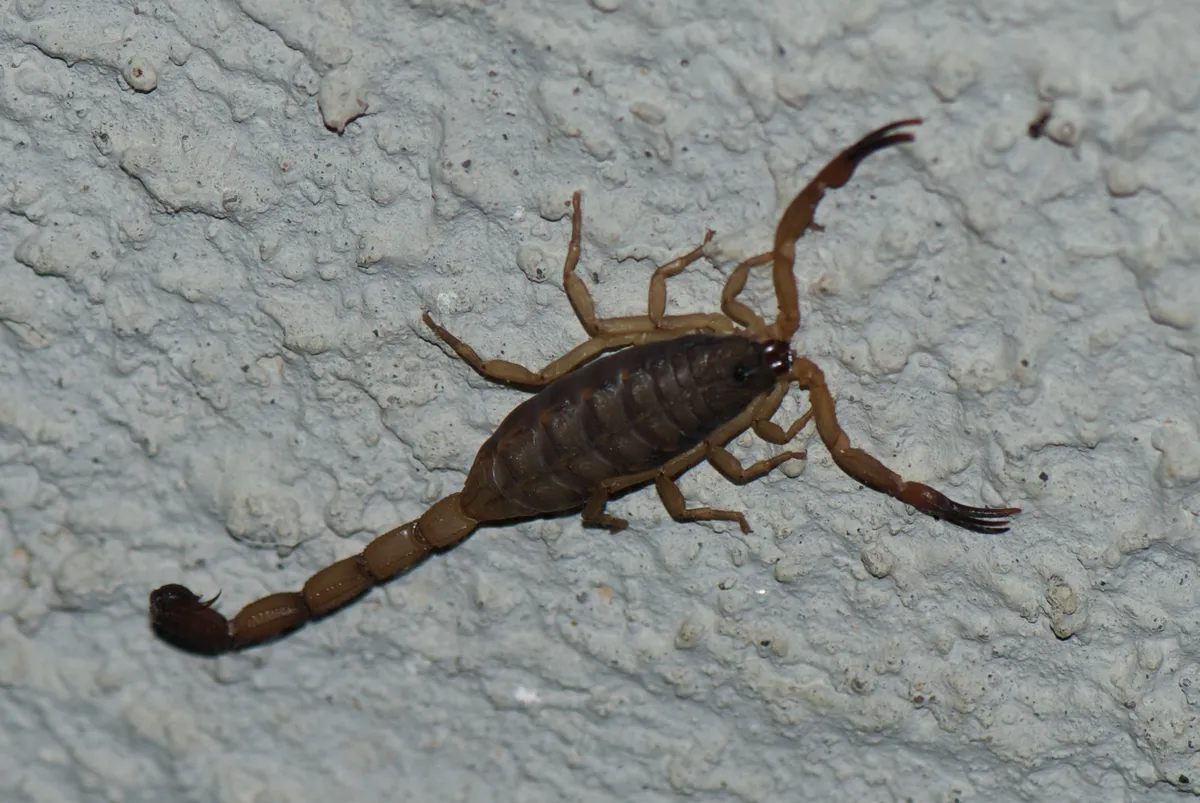 Escorpión de Corteza Rayada
