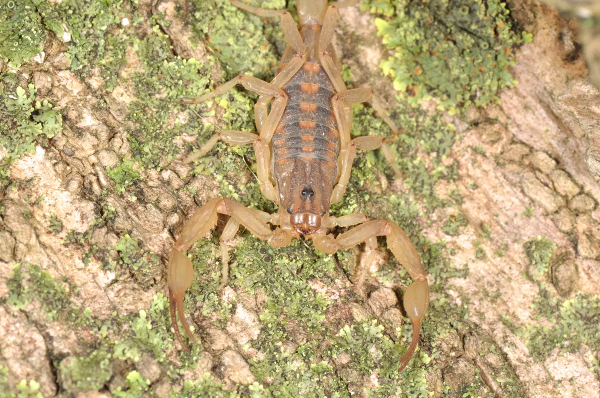 Centruroides limpidus