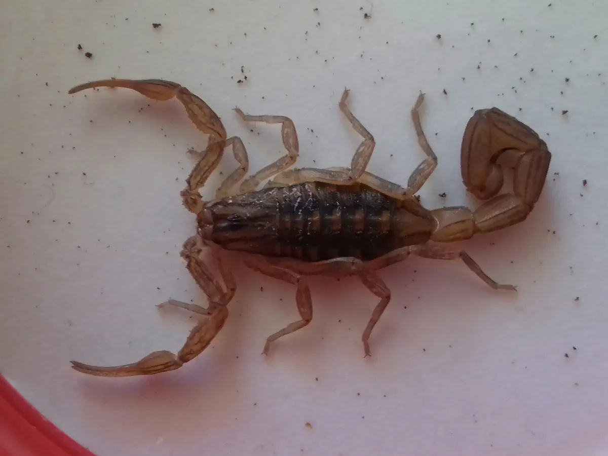 Alacrán de Corteza Mexicano