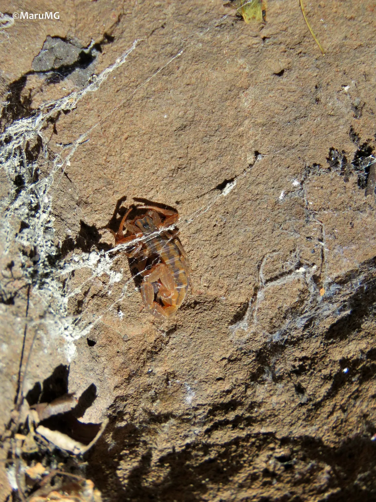 Alacrán de Corteza Mexicano