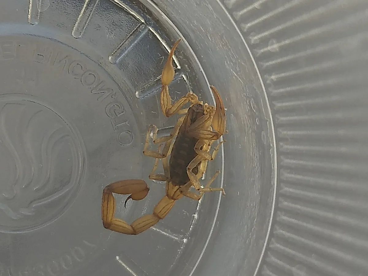 Alacrán de Corteza Mexicano