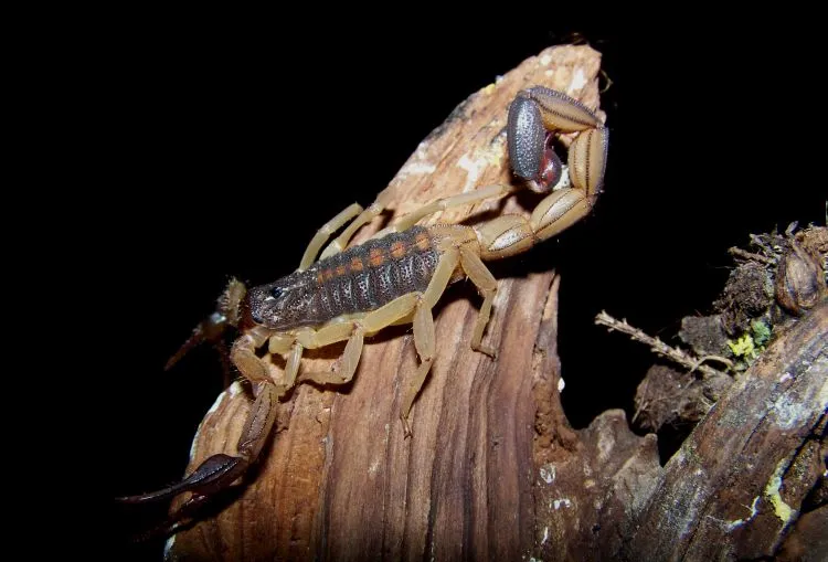 Centruroides margaritatus