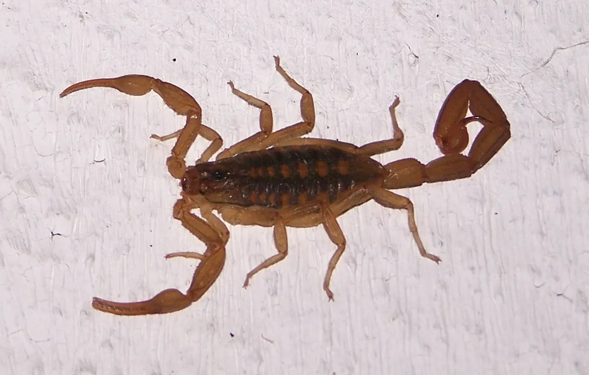 Centruroides suffusus