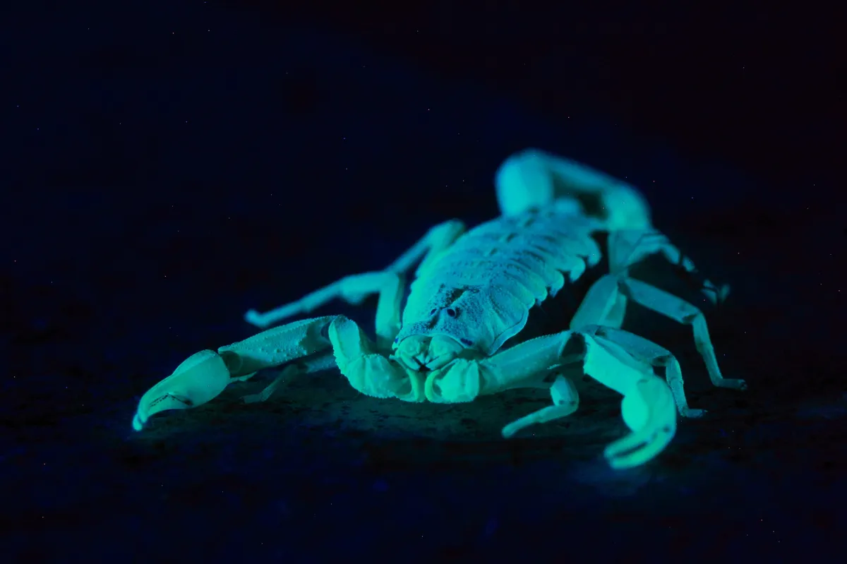 Escorpión Bark Mexicano