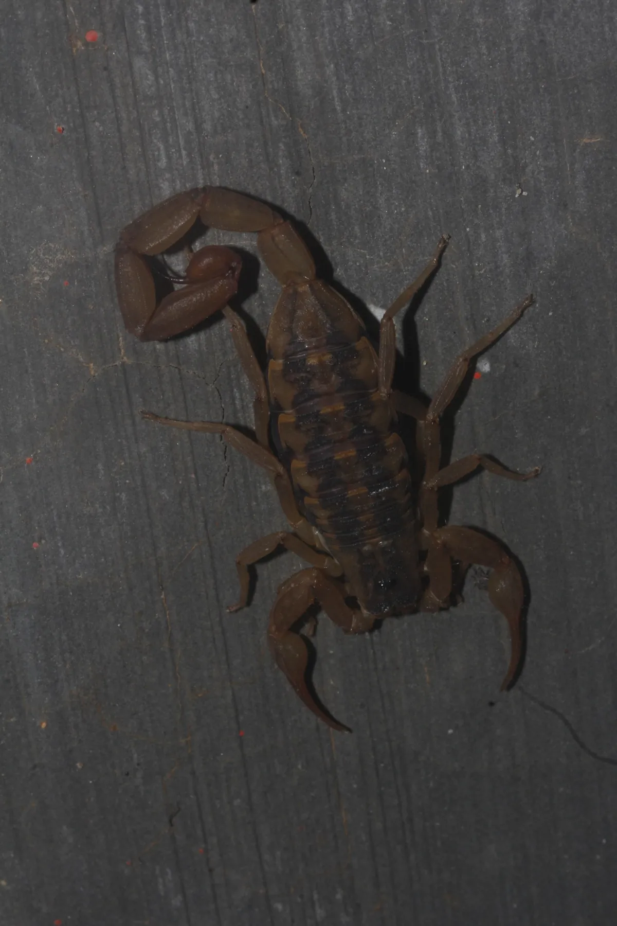 Escorpión Bark Mexicano