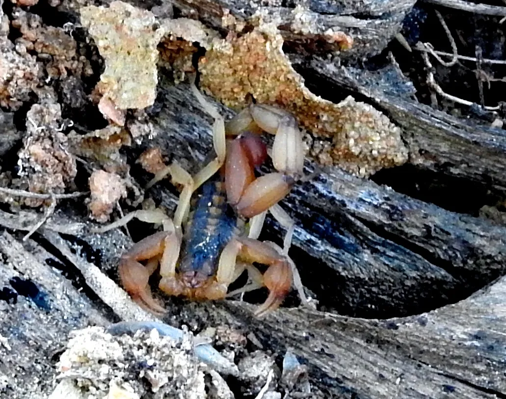Escorpión Bark Mexicano