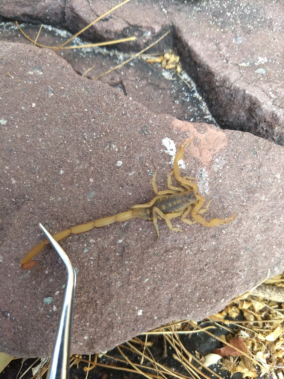 Escorpión Bark Mexicano