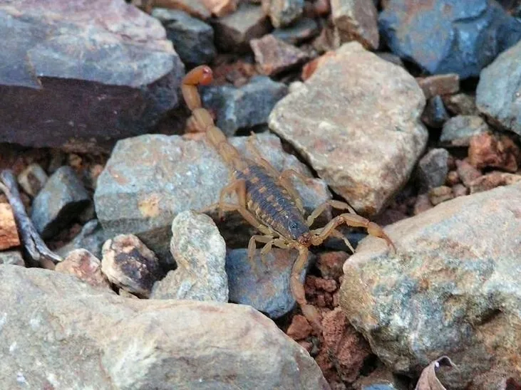 Escorpión Bark Mexicano