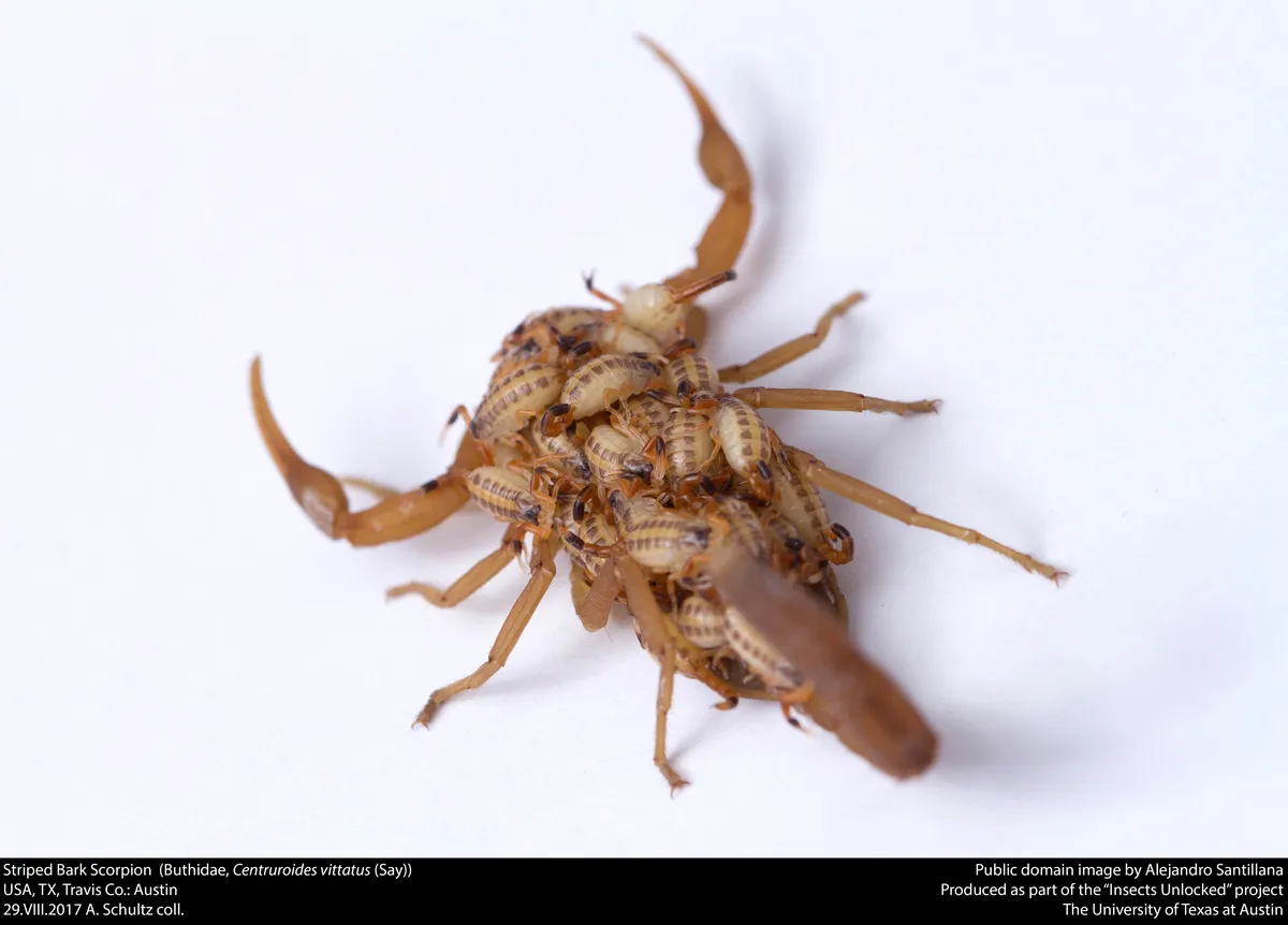 Centruroides vittatus