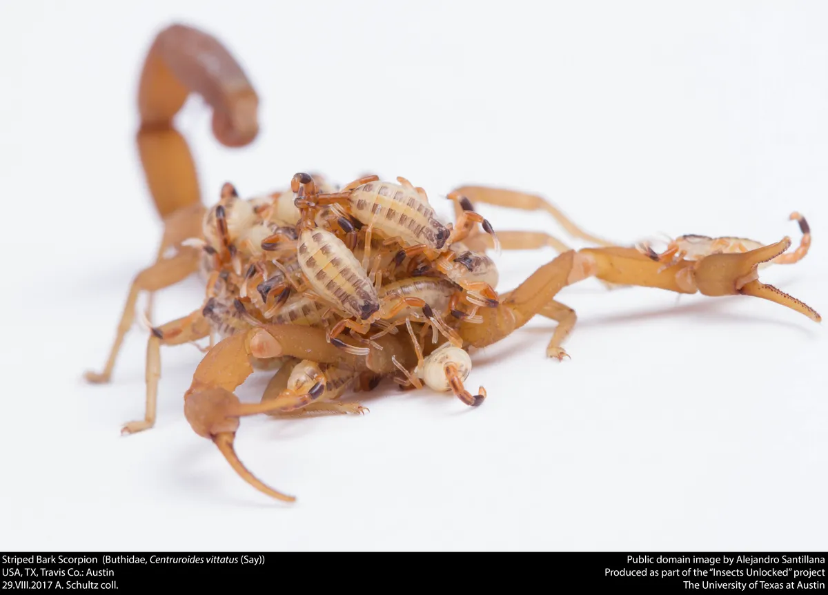 Alacrán de Corteza Rayado