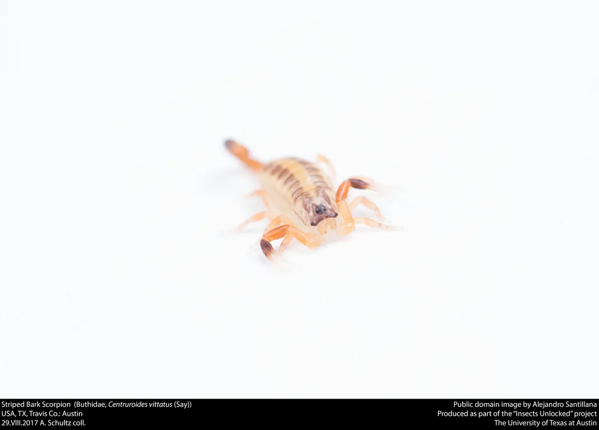 Alacrán de Corteza Rayado