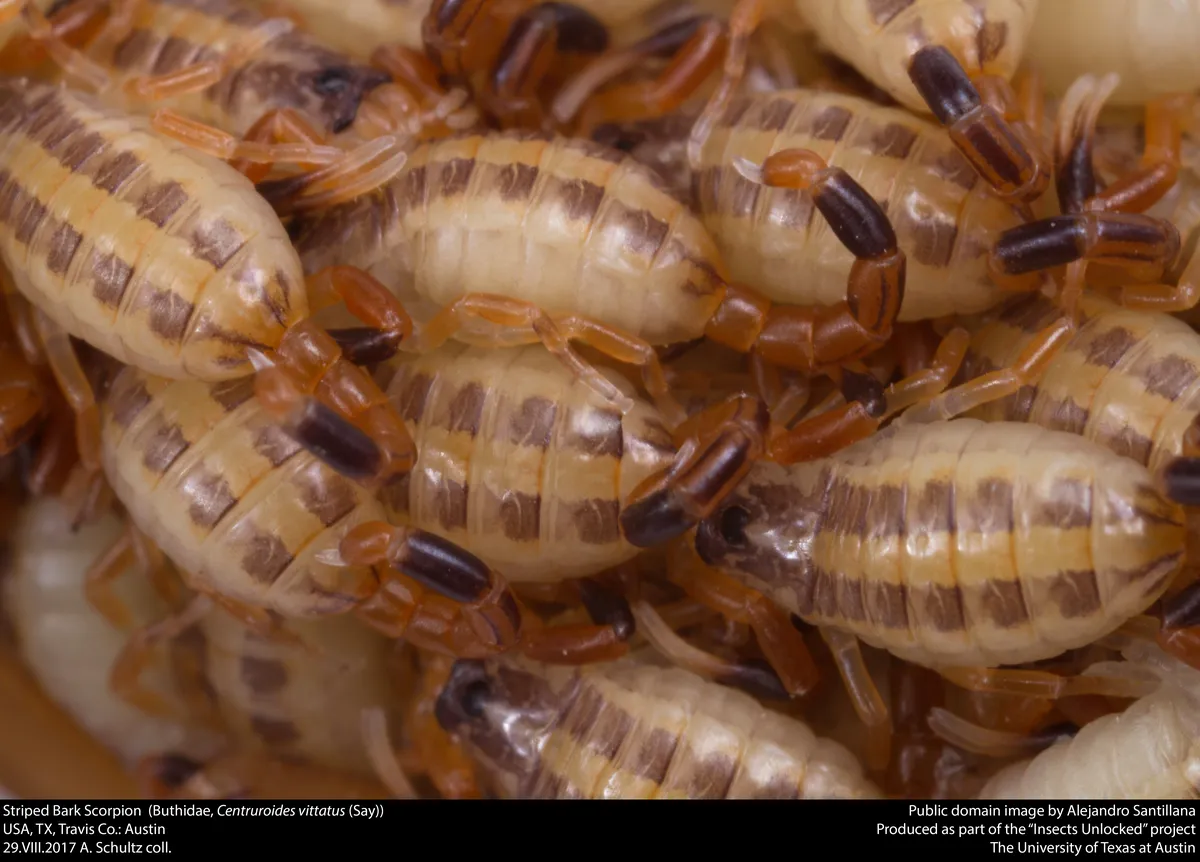 Alacrán de Corteza Rayado