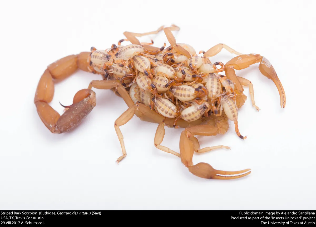 Alacrán de Corteza Rayado