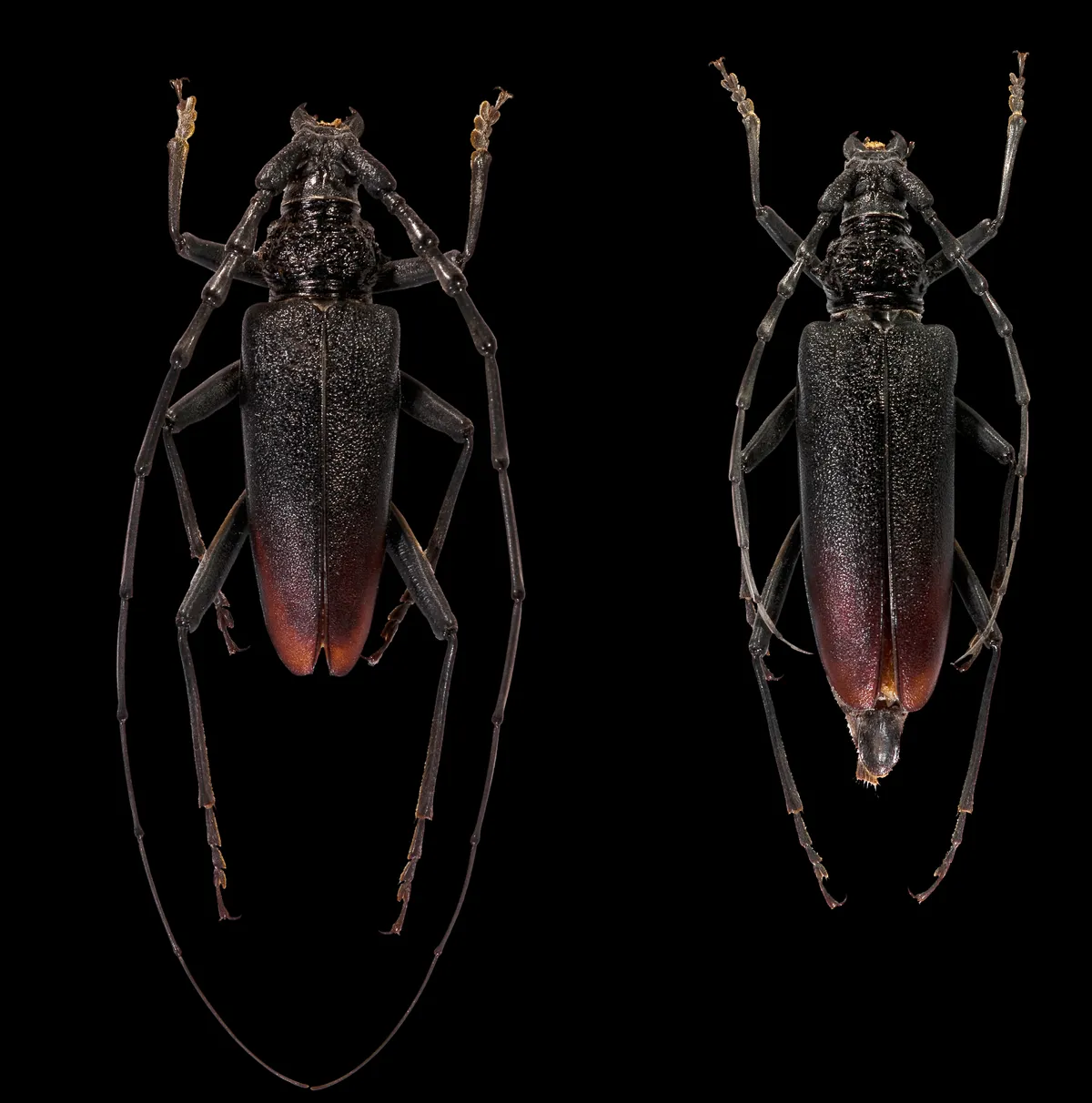 Great Capricorn Beetle