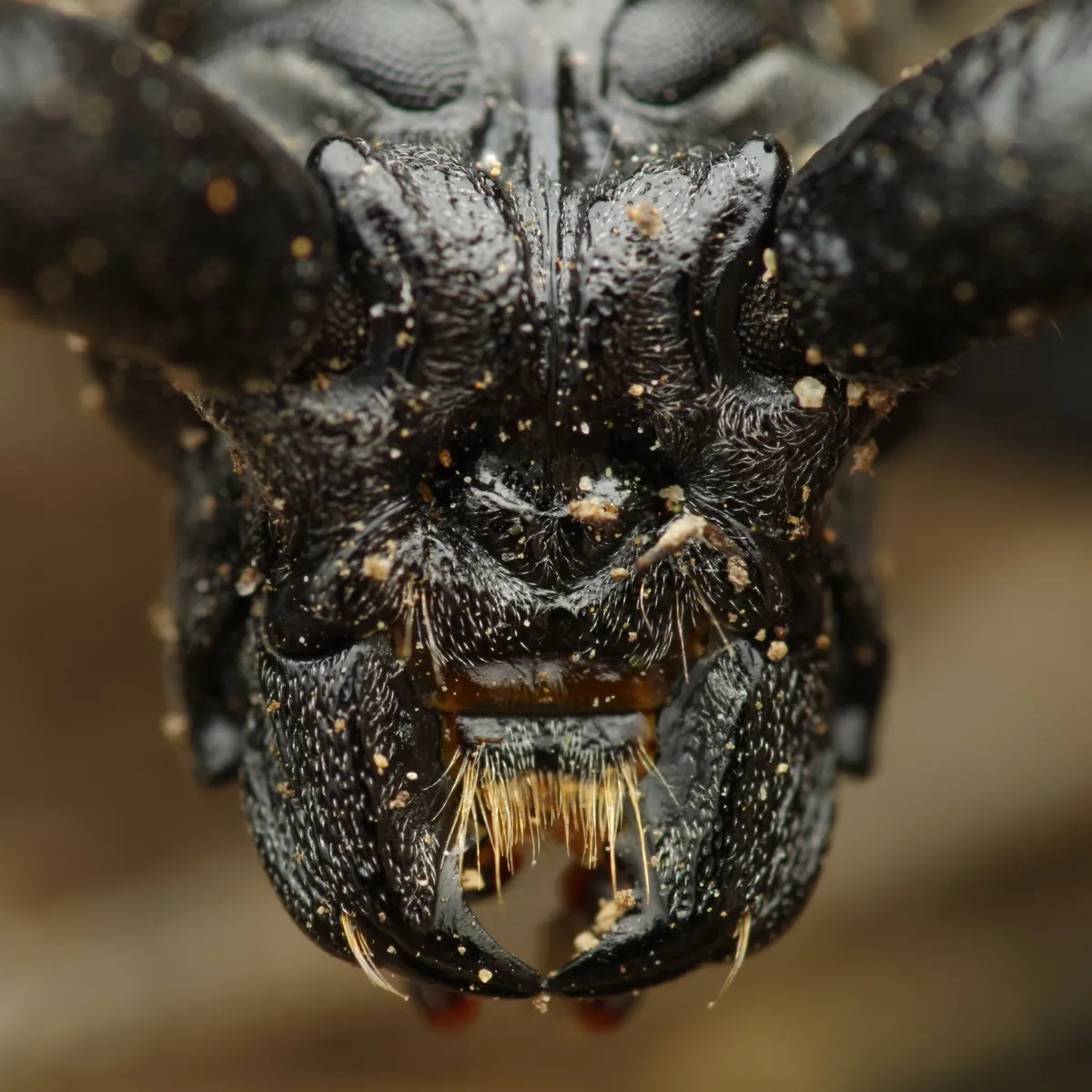 Great Capricorn Beetle