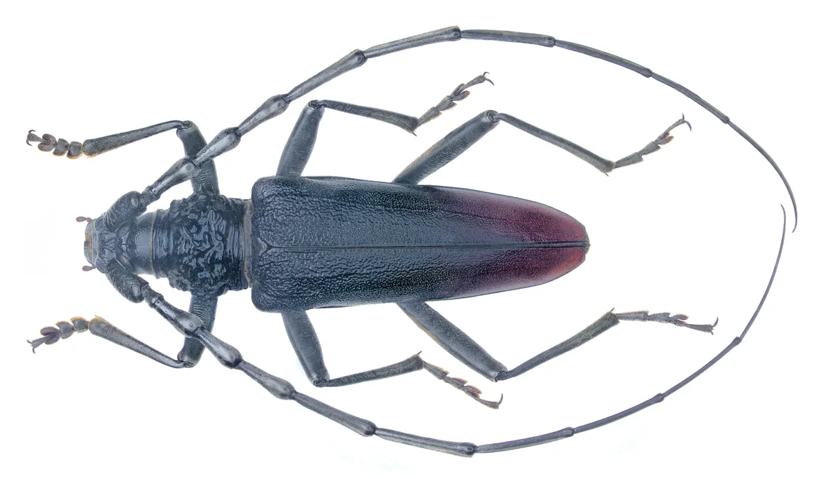 Great Capricorn Beetle