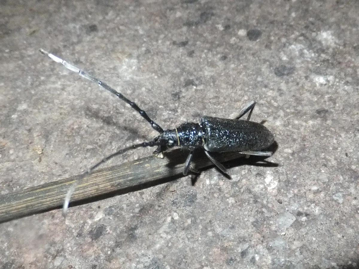 Scopolii's Longhorn Beetle