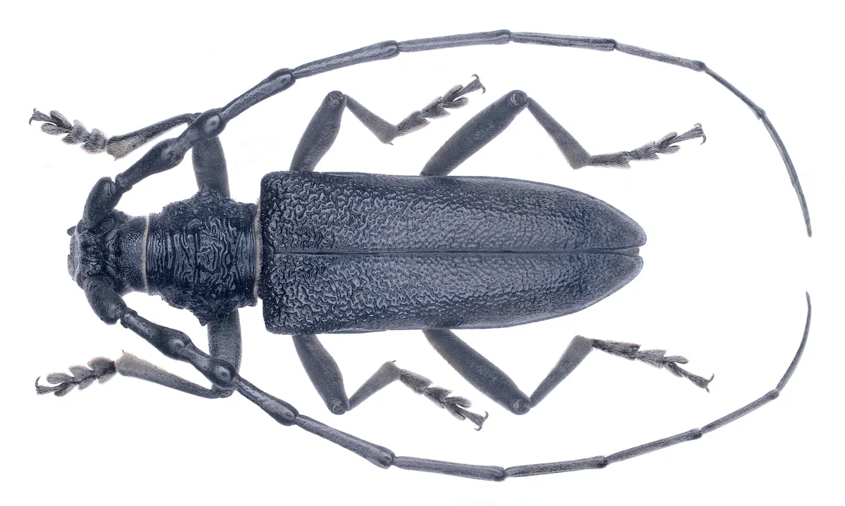 Scopolii's Longhorn Beetle