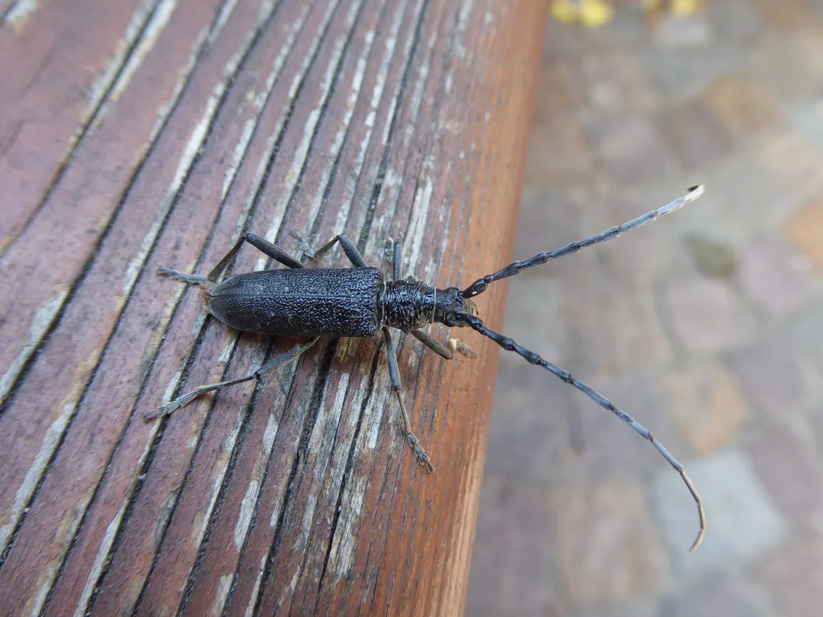 Scopolii's Longhorn Beetle
